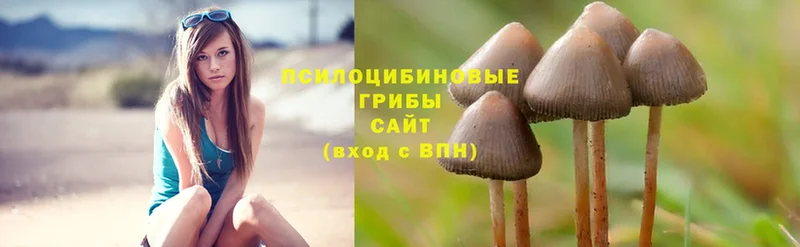 Псилоцибиновые грибы Psilocybine cubensis  ОМГ ОМГ рабочий сайт  Краснознаменск 